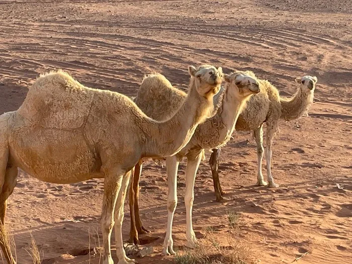 טיול יומי לואדי ראם - תאריך לבחירה