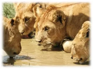 טיול לטנזניה - טיולים פרטיים בהזמנה אישית